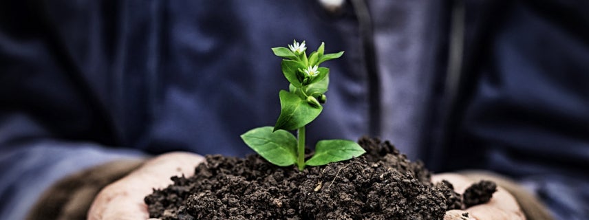 Plant trees