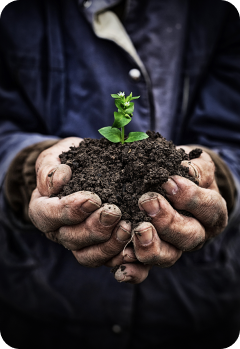 Plant trees
